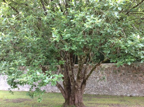 Willow tree in Coole Park