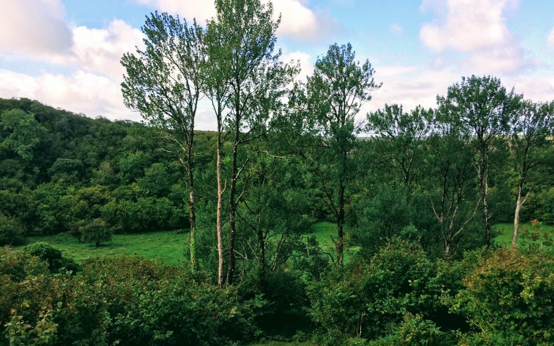 Aspen Season Celtic Tree Walk