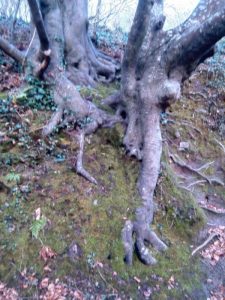 Beech tree hugging the steep bank with its roots