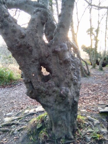 gnarled chestnut tree winter solstice walk