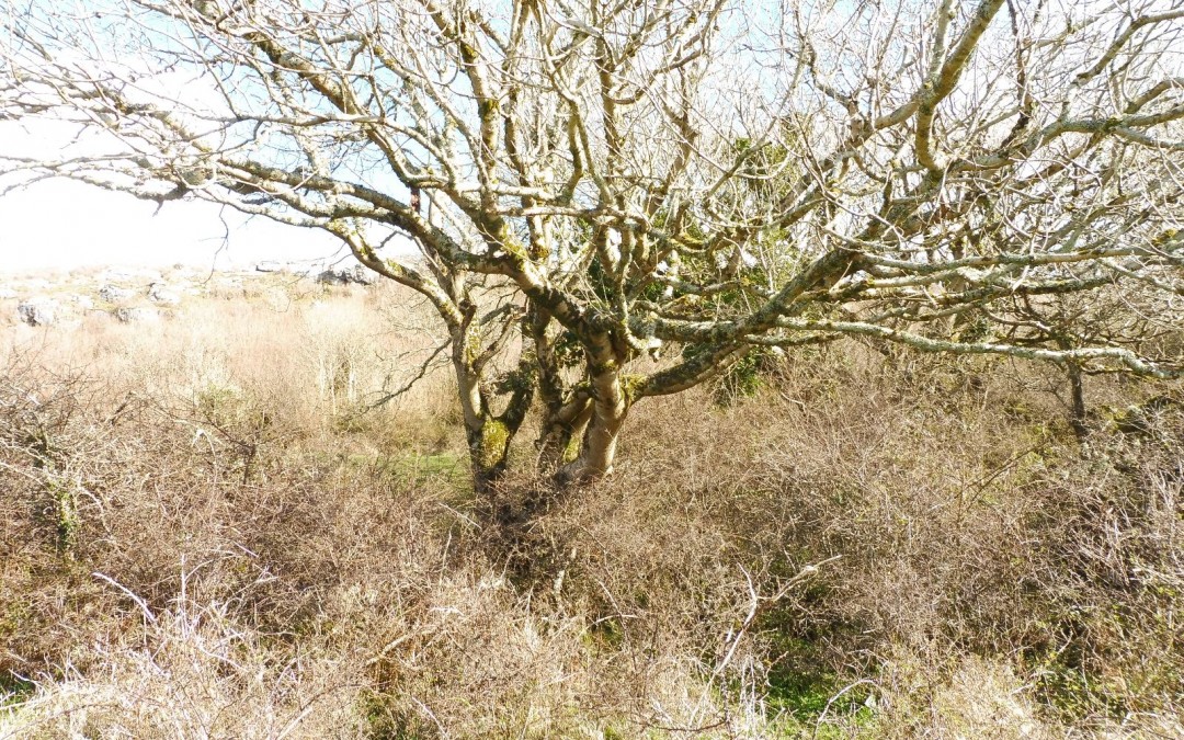 Celtic Ogham calendar tree