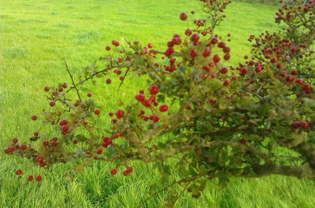 The Hazel and the Crabapple Duo